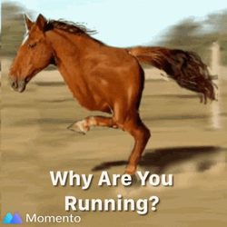 Why Are You Running Two Legged Horse Meme GIF
