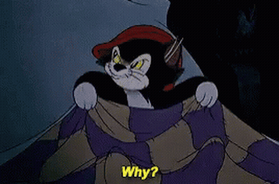 Why Cat GIF