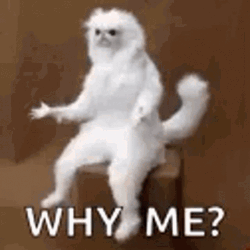 Why Me Complaining Persian Cat Meme GIF