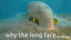 Why The Long Face Manatee GIF