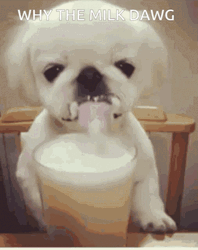 Why The Milk Dawg GIF