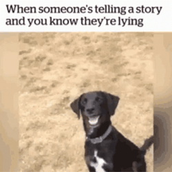 Why You Always Lying Funny Dog Meme GIF