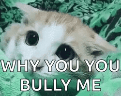 Why You Bully Me Cat GIF