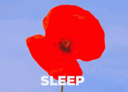 Wicked Witch Melting Red Flower Potion GIF