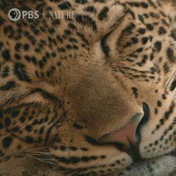 Wide Awake Because It's Funny Holiday GIF