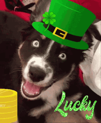 Wide Eyed Dog Wink Irish Items Lucky GIF
