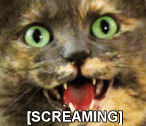 Wide Eyes Brown Screaming Cat Meme  GIF