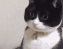 Wide Eyes Confused Tuxedo Cat