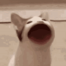 Wide Mouth El Gato Meme GIF