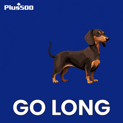 Wiener Dog Go Long GIF