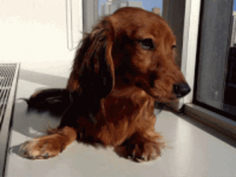 Wiener Dog Long Hair GIF