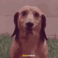 Wiener Dog No Smile GIF