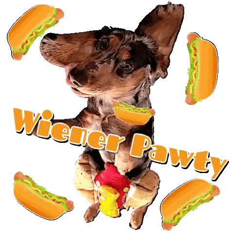 Wiener Pawty Sticker Dachshund And Hot Dogs Sticker