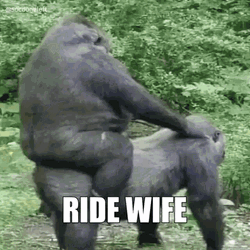 Wife Cycle Relationships Of Gorillas  GIF