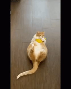 Wiggling And Hugging Banana Cat Meme GIF