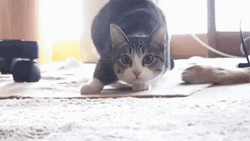 Wiggling Cat Dancing Meme GIF