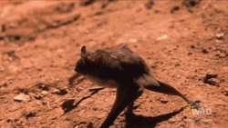 Wild Bat Crawling On The Ground GIF