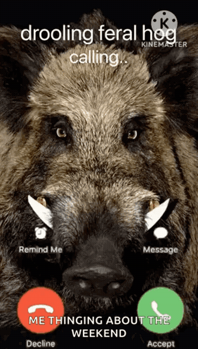 Wild Boar Screenshot Calling Someone GIF