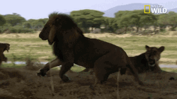 Wild Cat Fight GIF
