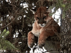 Wild Cougar Relaxing On Top Of Tree GIF