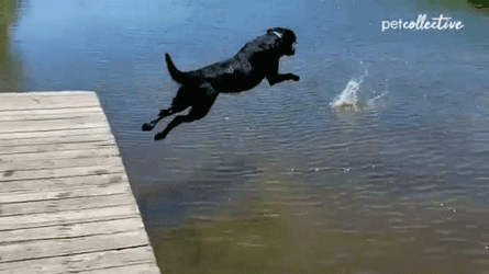 Wild Crazy Dogpool Jumping GIF