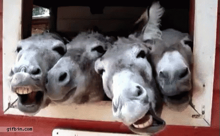 Wild Donkey GIF