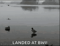 Wild Duck On Ice Landed GIF