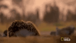 Wild Fearless Hyena GIF
