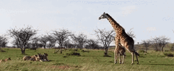 Wild Giraffe Attacking Lions