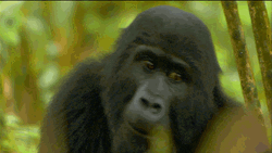 Wild Gorilla Footage
