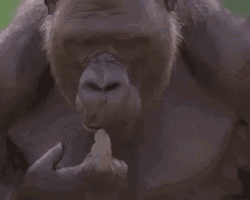 Wild Gorilla Widening Eyes GIF