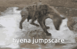 Wild Hyena Jumpscare GIF
