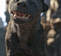 Wild Hyena Spitting GIF