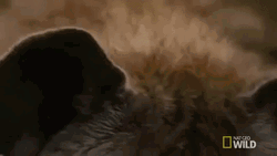 Wild Hyena Stares GIF