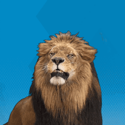 Wild Lion Roar GIF