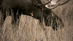 Wild Moose Howling GIF