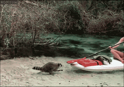 Wild Racoon Attack GIF