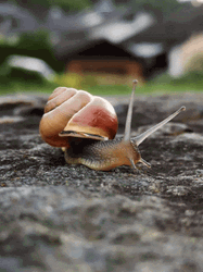 Wild Snail Searching Food GIF