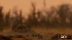 Wild Stare Hyena Running GIF