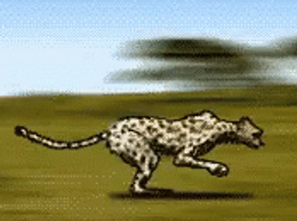 Wild Sticker Cheetah Running   GIF