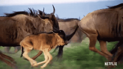 Wildebeest Herd Running Grass Field Netflix Logo GIF