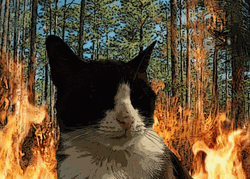 Wildfire Nonchalant Cat Burning Background GIF