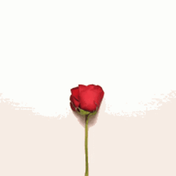 Wildflower Heart Red Rose Petals GIF