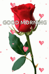Wildflower Hearts Rose Good Morning GIF