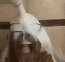 Wildly Bathing In Milk GIF