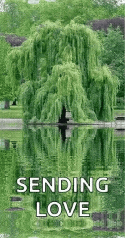 Willow Tree Reflected In Lake Sending Love GIF