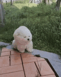 Wind Blowing A Cute Dog GIF