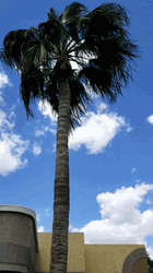 Wind Blowing Coconut Tree GIF