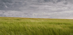 Wind Blowing In The Meadows GIF