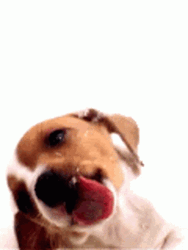 Window Licker Beagle Dog GIF